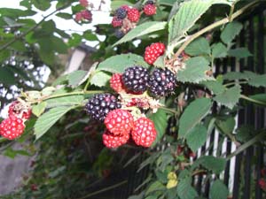 ブラックベリー