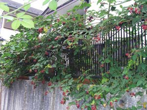 ブラックベリー