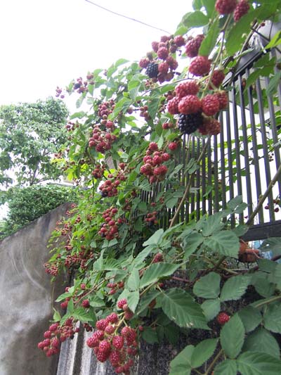 ブラックベリー