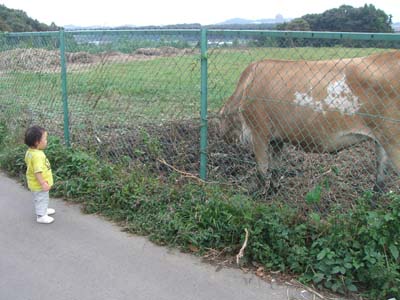 憲吾と牛