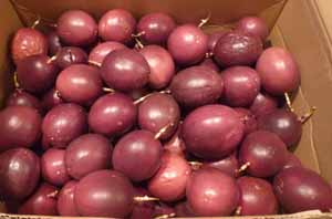 パッションフルーツ