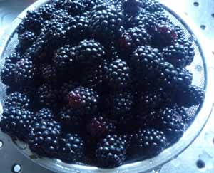 ブラックベリー